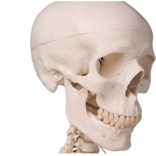 "Stan" A10/1 csontváz, 5-ágú fém függeszthető állvánnyal