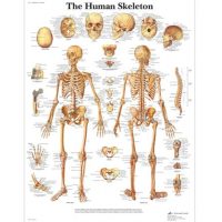 aliposzter - emberi csontváz 50 x 67 cm