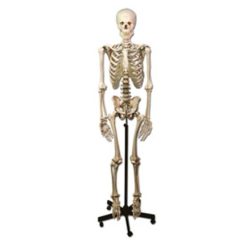 Csontváz oktató anatómiai modell - 170 cm