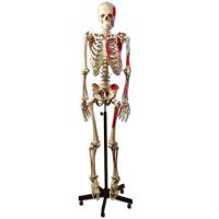 Csontváz oktató anatómiai modell izomtapadási helyekkel