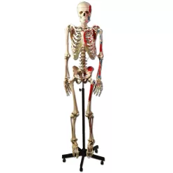 Csontváz oktató anatómiai modell izomtapadási helyekkel