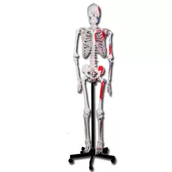   Csontváz oktató anatómiai modell izomtapadási helyekkel 180 cm