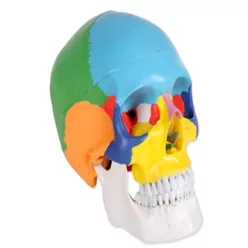 Koponya emberi 1x  3 részes, színes