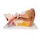 Fül, az eredeti méret 3szorosa, 4 részes