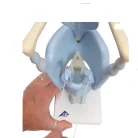 Funkcionális gége, az eredeti méret 3szorosa