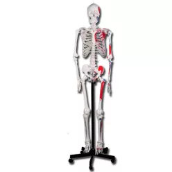   Csontváz oktató anatómiai modell izomtapadási helyekkel 180 cm