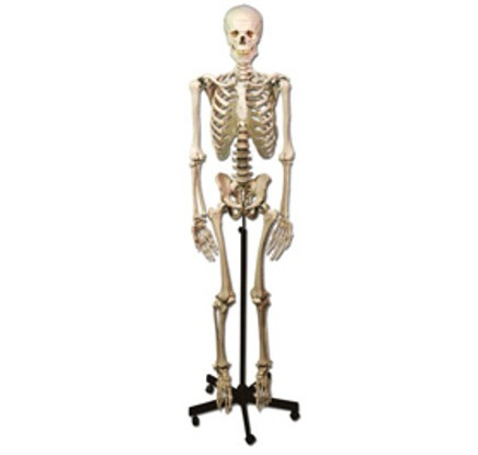 Image of Csontváz oktató anatómiai modell - 170 cm