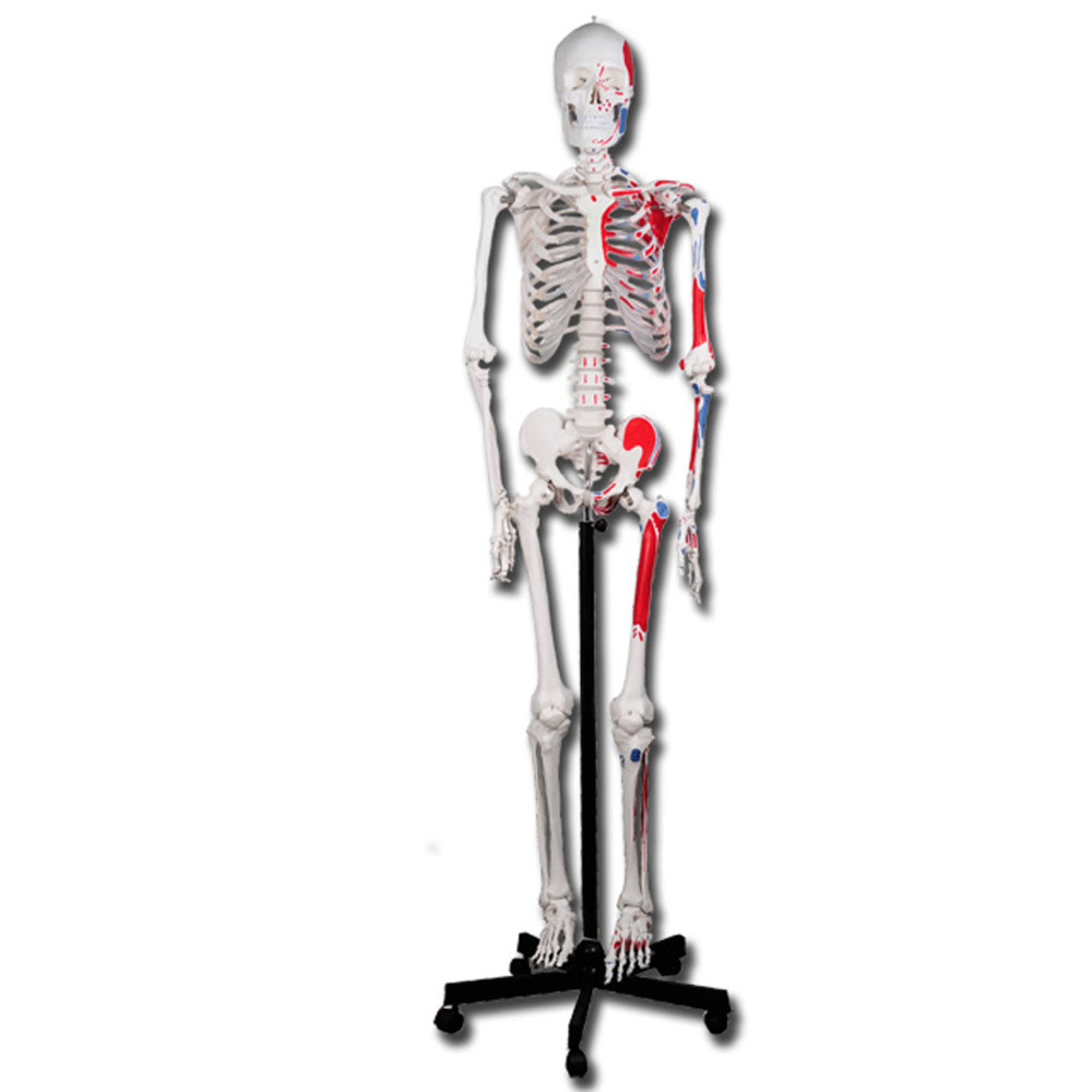 Image of Csontváz oktató anatómiai modell izomtapadási helyekkel 180 cm